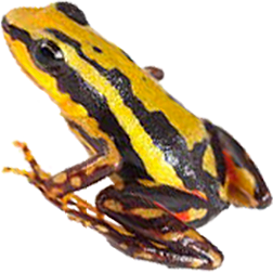 Tricolor Hoogland
